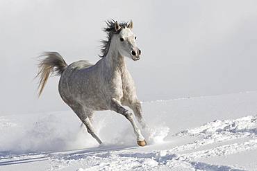 Thoroughbred Arabian mare grey in snow, Tyrol, Austria, Europe