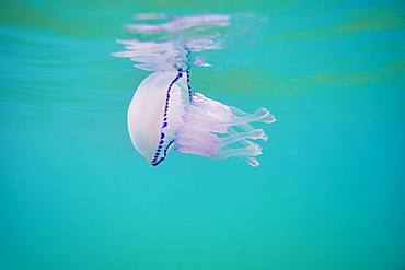 Jellyfish (Rhizostoma octopus) on the water surface, Catalonia, Spain, Europe