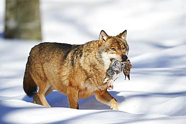 Eurasian wolf (Canis lupus lupus) with prey in winter, Bavarian Forest National Park, Bavaria, Germany, Europe