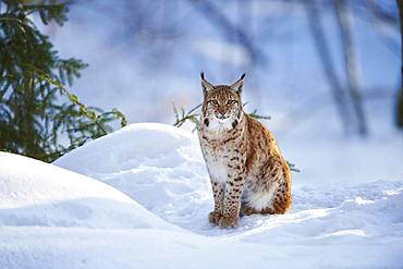 Eurasian lynx (Lynx lynx) sitting in snow, Bavarian Forest National Park, Bavaria, Germany, Europe