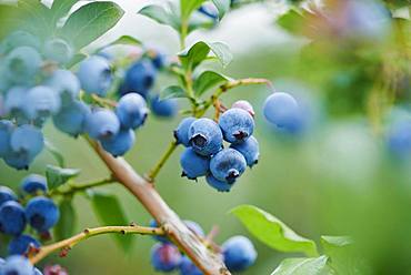 Ripe northern highbush blueberry (Vaccinium corymbosum), Germany, Europe