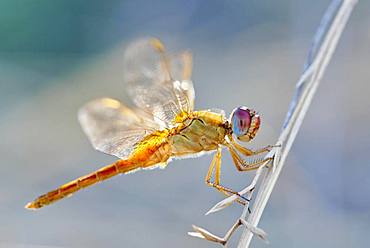 Red-veined darter (Sympetrum fonscolombii) sitting on halm, Camargue, France, Europe