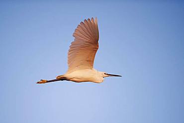 Little egret (Egretta garzetta) in flight, Parc Naturel Regional de Camargue, France, Europe