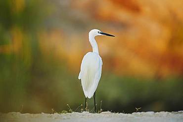 Little egret (Egretta garzetta), Parc Naturel Regional de Camargue, France, Europe