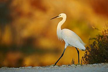 Little egret (Egretta garzetta) walking, Parc Naturel Regional de Camargue, France, Europe