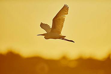 Little egret (Egretta garzetta), flying at sunset, Parc Naturel Regional de Camargue, France, Europe