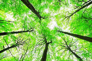 Giant old beeches, natural beech forest, forest reserve Kleinengelein, view into the treetops, Steigerwald, Lower Franconia, Bavaria, Germany, Europe