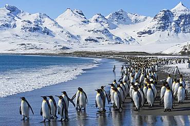 King Penguins (Aptenodytes patagonicus) at the beach, Salisbury Plain, South Georgia Island, Antarctic