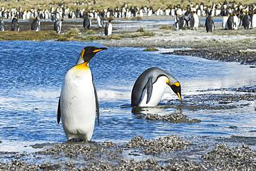 Two King Penguins (Aptenodytes patagonicus) crossing a stream, Salisbury Plains, South Georgia, Antarctic