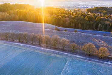 Alley through field and meadow with hoarfrost at sunrise, near Icking, drone shot, Upper Bavaria, Bavaria, Germany, Europe