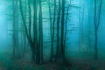 Mysterious dark forest with fog at dawn, near Freyburg, Burgenlandkreis, Saxony-Anhalt, Germany, Europe