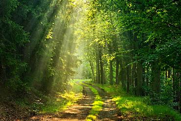 Hiking trail winds through light-flooded forest, sun shines through morning mist, Thuringian Slate Mountains, near Bad Lobenstein, Thuringia, Germany, Europe