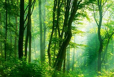 Light-flooded beech forest, sun shines through fog, near Freyburg, Burgenlandkreis, Saxony-Anhalt, Germany, Europe