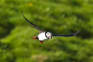 Puffin (Fratercula arctica), flying with prey fish in the beak, Iceland, Europe