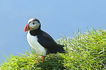 Puffin (Fratercula arctica), standing in the grass on cliff, Iceland, Europe