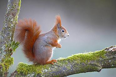 Eurasian red squirrel (Sciurus vulgaris), sitting in a branch fork,North Rhine-Westphalia, Germany, Europe