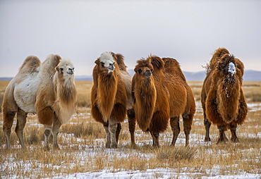 Four Bactrian camels (Camelus bactrianus) in the steppe in winter, Bayankhongor Province, Mongolia, Asia