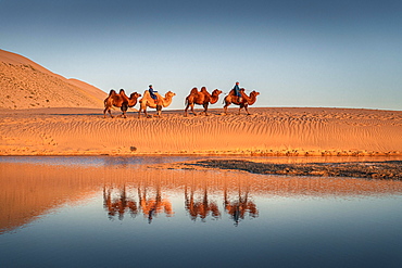 Caravan, nomads ride on Bactrian camels (Camelus bactrianus) through the Gobi desert, reflection in water, Oemnoe-Gobi-Aimag, Mongolia, Asia