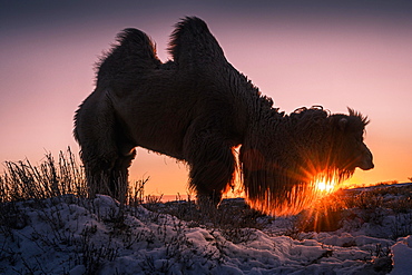 Male Bactrian camel (Camelus bactrianus) in the rising sun, Omnogobi Province, Mongolia, Asia