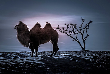 Bactrian camel (Camelus bactrianus), silhouette, winter night in the Gobi desert, Bulgan-Aimag, Mongolia, Asia