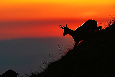 Chamois (Rupicapra rupicapra) running on a mountain slope against the light, sunset, Vosges, France, Europe