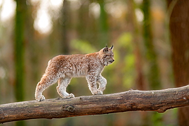 Lynx (Lynx lynx), young animal balanced over tree trunk, captive, Germany, Europe