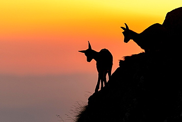 Two Chamoises (Rupicapra rupicapra) on a mountain slope against the light, sunset, Vosges, France, Europe