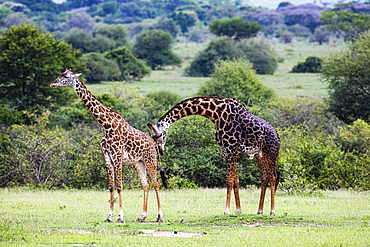 Masai giraffes (Giraffa camelopardalis tippelskirchi), animal pair, mating behaviour, Serengeti National Park, Tanzania, Africa