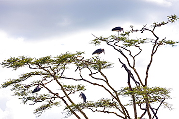 Marabou storks (Leptoptilos crumeniferus) standing in a gnarled tree, Serengeti National Park, Tanzania, Africa