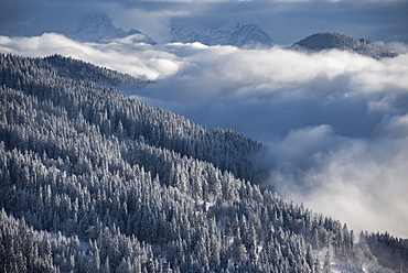 Snow-covered forest and mountains between clouds, high fog, Hochbrixen, Brixen im Thale, Tyrol, Austria, Europe