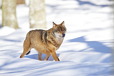 Eurasian wolf (Canis lupus lupus) running in snow, Bavarian Forest National Park, Bavaria, Germany, Europe