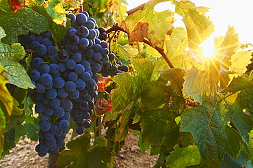 Ripe red grapes in a vineyard by sunset, Catalonia, Spain, Europe