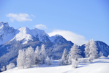 Winter landscape, snow-covered larches in front of mountains, Ladis, ski resort Serfaus Fiss Ladis, Tyrol, Austria, Europe