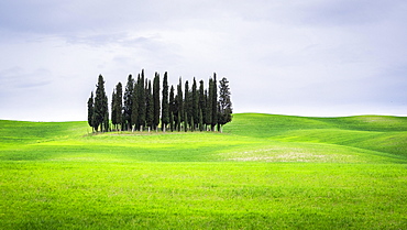 Group of trees Cypresses (Cupressus) in the green field, near San Quirico d'Orcia, Val d'Orcia, Tuscany, Italy, Europe