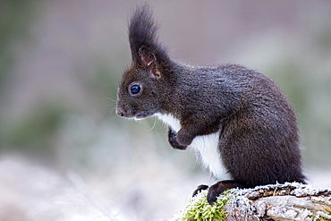 Eurasian red squirrel (Sciurus vulgaris) sits curiously on a root, Tyrol, Austria, Europe