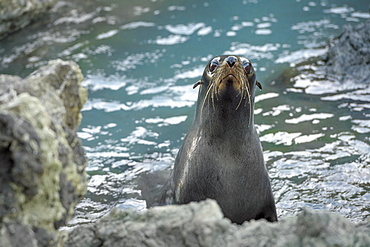 New Zealand fur seal (Arctocephalus forsteri) on rocky coast, Cape Palliser, Wellington region, North Island, New Zealand, Oceania