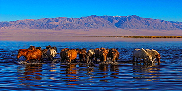 Jargalant Mountain, Chowd-Aimag, Mongolia, Asia