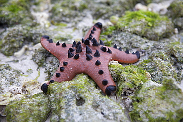 Chocolate Chip Starfish (Protoreaster nodosus) on rocks at low tide, Panglao, Central Visayas, Philippines, Asia