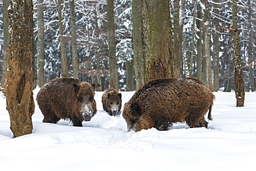 Wild boars (Sus scrofa) in snow in the forest, Baden-Wuerttemberg, Germany, Europe