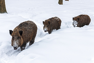 Wild boars (Sus scrofa) in snow, Baden-Wuerttemberg, Germany, Europe