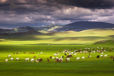 Flock of sheep Sheep grazing on the green pastures in front of the mountains, Huvsgul Province, Mongolia, Asia