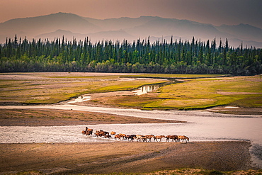 Herd of horses crosses the river Tes, behind Siberian firs (Abies sibirica) in front of mountain range, Uvs province, Mongolia, Asia