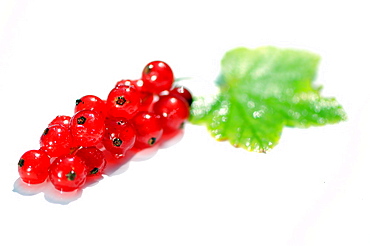 Red Currant, food photography, studo shot, white background, Germany, Europe