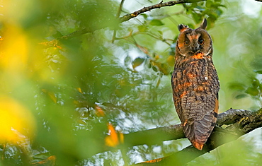 Long-eared owl (aiso otus) sitting attentively in the deciduous tree, Bavaria, Germany, Europe