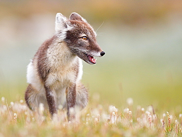 Arctic fox (alopex lagopus), sitting in blooming meadow, Dovrefjell, Norway, Europe