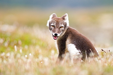 Arctic fox (alopex lagopus) sitting in blooming meadow, Dovrefjell, Norway, Europe