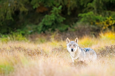 Wolf (canus lupus) in clearing, captive, Bohemian Forest, Czech Republic, Europe