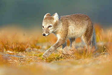 Arctic fox (alopex lagopus) on the stalk, Dovrefjell, Norway, Europe