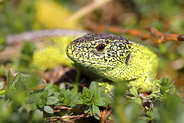 Sand lizard (Lacerta agilis), male, portrait, North Rhine-Westphalia, Germany, Europe