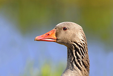 Greylag goose (Anser anser), portrait, Oxenmoor, Lower Saxony, Germany, Europe